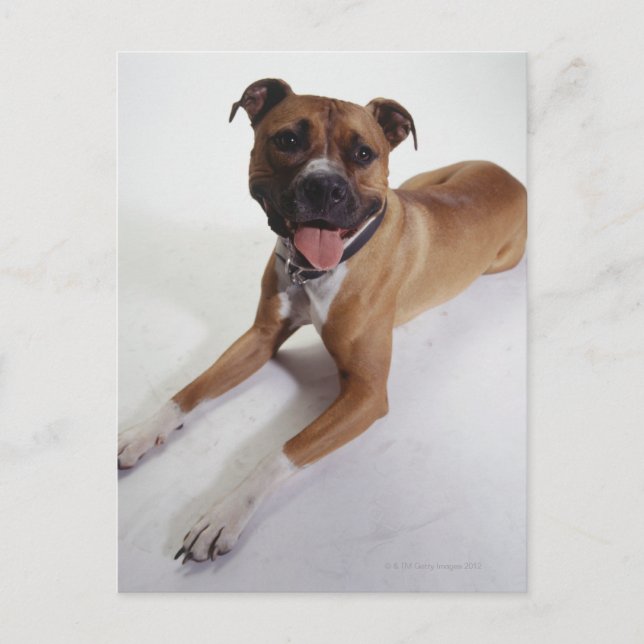 Postal American Staffordshire Terrier acostado, (Anverso)