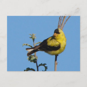 Postal americana del Goldfinch