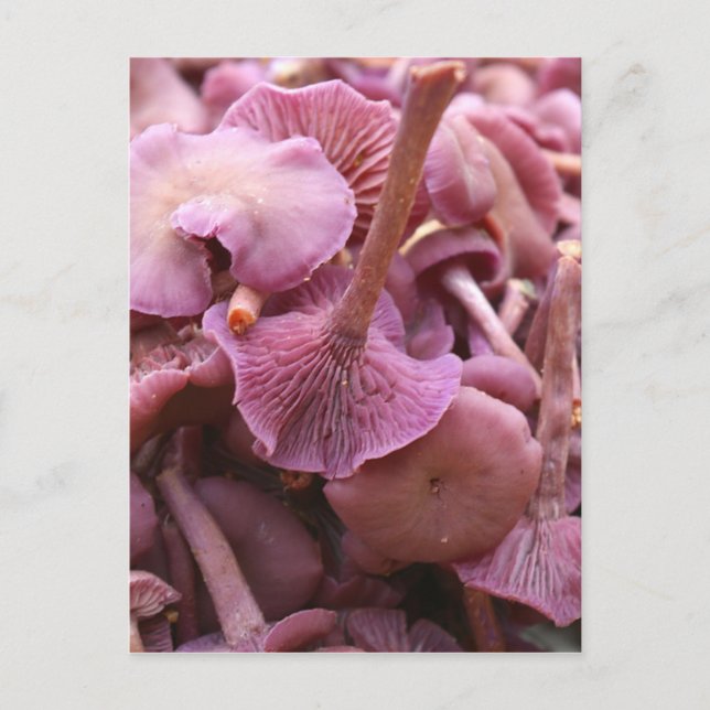 Postal Amethyst Deceiver (Anverso)