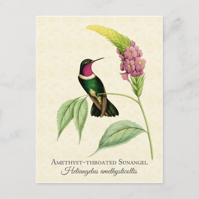 Postal Amethyst Throated Hummingbird Art (Anverso)