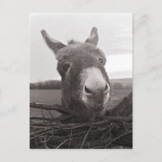 Postal Amigable burro - Foto de época