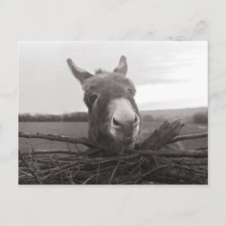 Postal Amigable burro - Foto de época