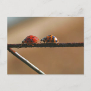 Postal Amigas Mariquitas Fotografía de la Naturaleza 