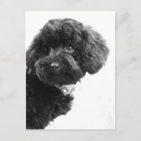 Amigo Adorable
