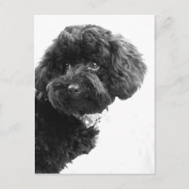 Postal Amigo Adorable