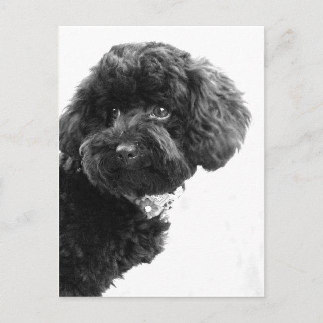 Postal Amigo Adorable (Anverso)