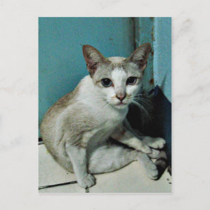 Postal Amigo del gato siamés