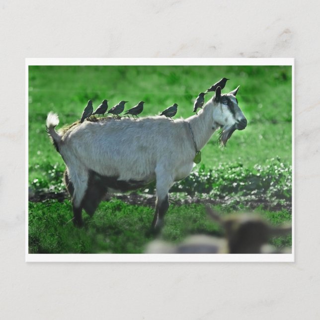 Postal Amigos (Anverso)