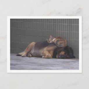 Postal Amigos animales Perro gato durmiendo