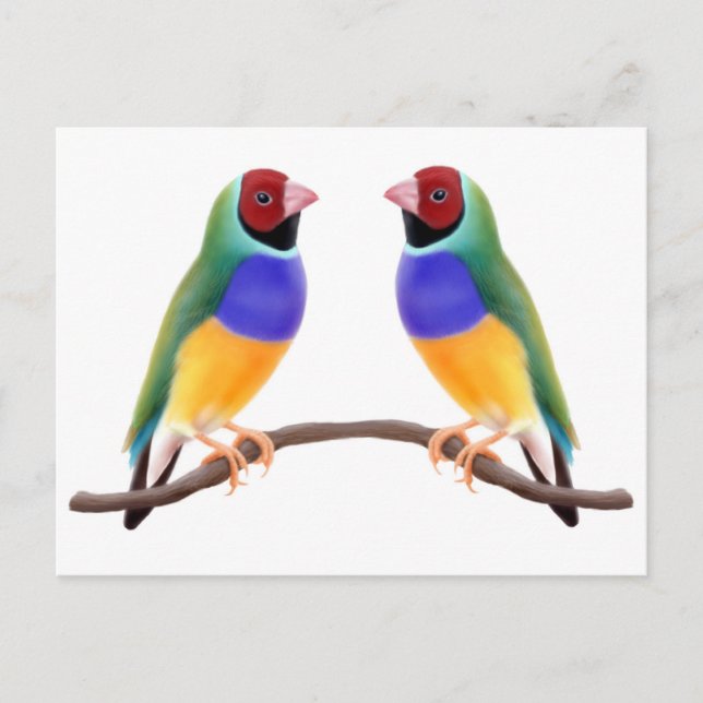 Postal Amigos de Gouldian Finch (Anverso)