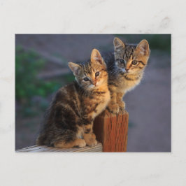 Postal Amigos de Kitten