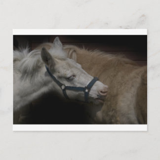 POSTAL AMIGOS DE SHETLAND 04