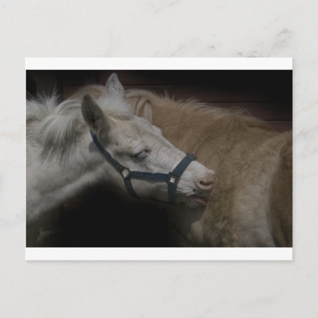 POSTAL AMIGOS DE SHETLAND 04 (Anverso)