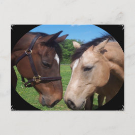Postal Amigos del caballo