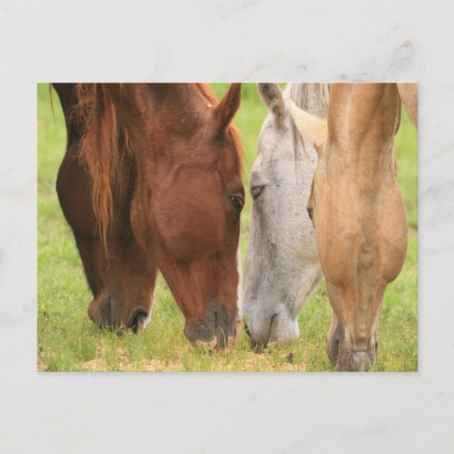 Postal Amigos del caballo (Anverso)