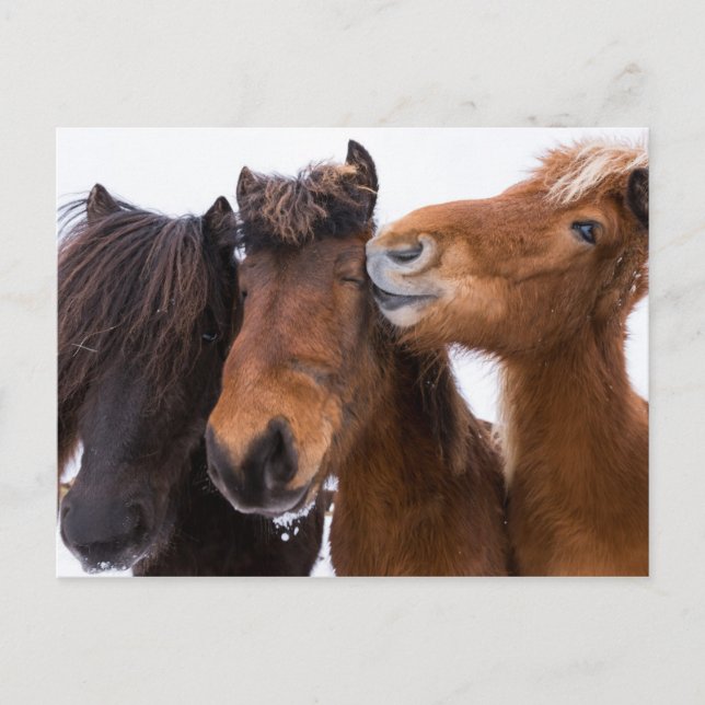 Postal Amigos del caballo islandés, Islandia (Anverso)
