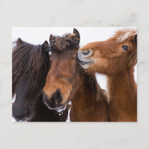 Postal Amigos del Caballo Islandés, Islandia