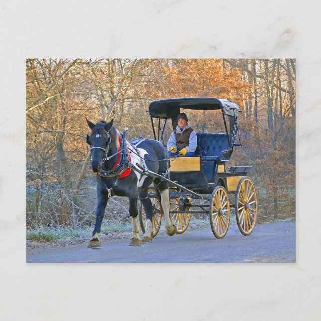 Postal Amish Boy impulsa el transporte Boda (Anverso)