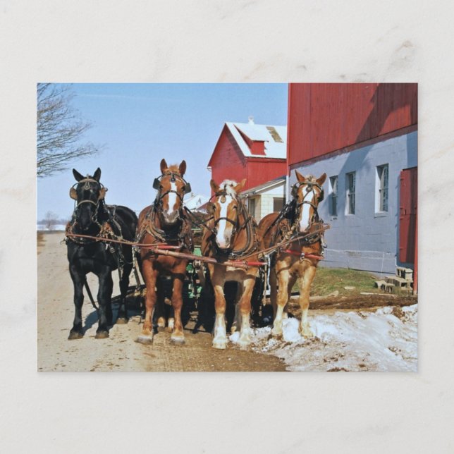 Postal Amish Draft Horse Team-Postcard (Anverso)
