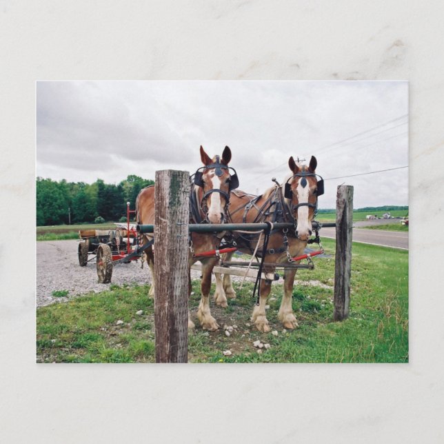 Postal Amish Hitching Post (Anverso)