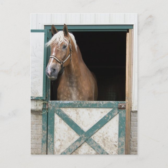 Postal Amish Horse (Anverso)