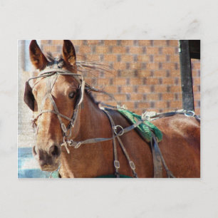 Postal Amish Horse