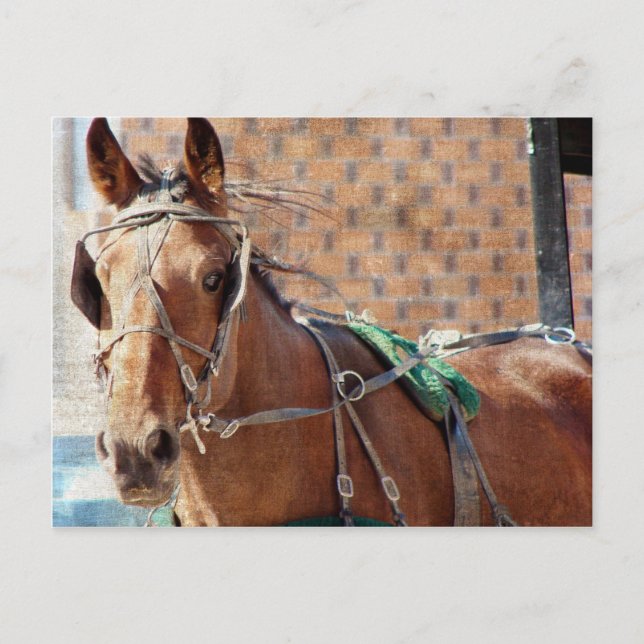Postal Amish Horse (Anverso)