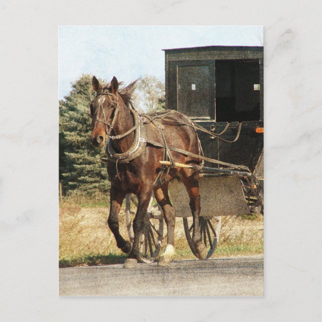 Postal Amish Horse and Buggy (Anverso)