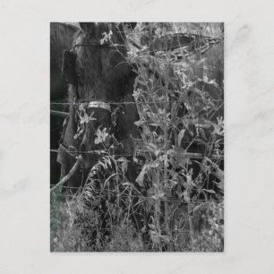 Postal Amish Horse Black and White Grunge