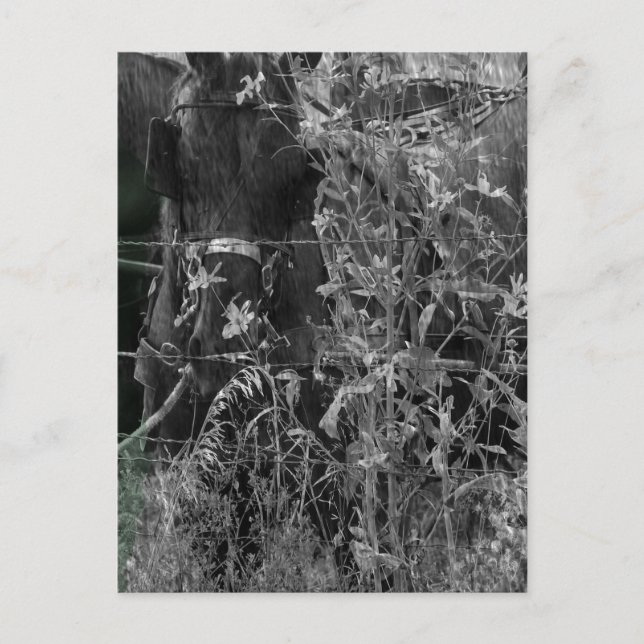 Postal Amish Horse Black and White Grunge (Anverso)
