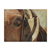 Amish Horse Eye