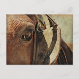 Postal Amish Horse Eye