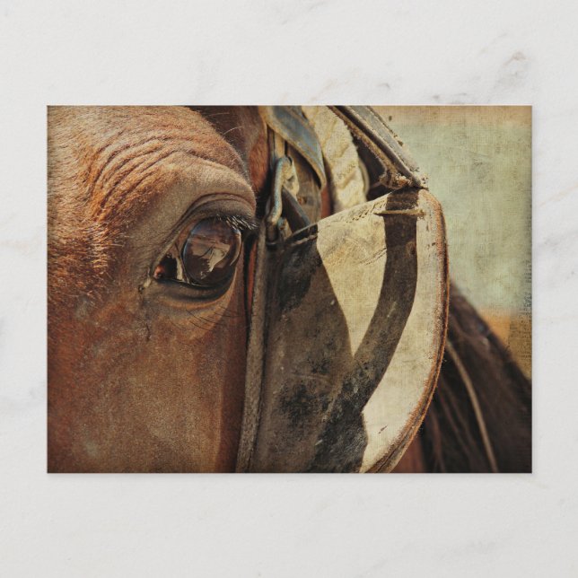 Postal Amish Horse Eye (Anverso)