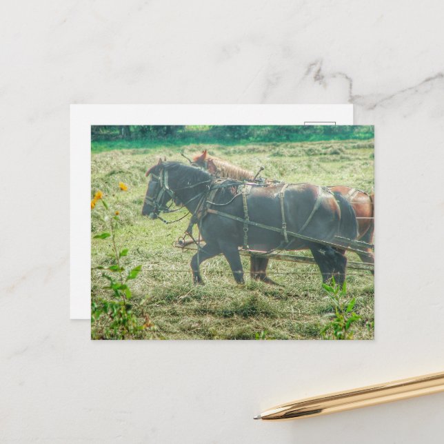Postal Amish Horses Mowing Hay (Anverso/Reverso In Situ)