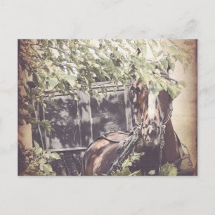 Postal Amish Waiting Horse