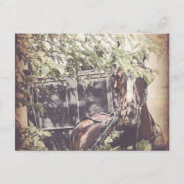 Postal Amish Waiting Horse