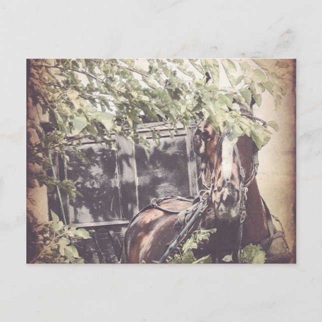 Postal Amish Waiting Horse (Anverso)