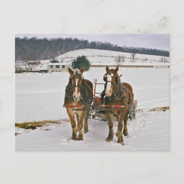 Postal Amish Winter Draft Horses-Postcard (Anverso)