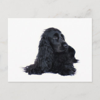 Postal Amistad de Cocker Spaniel