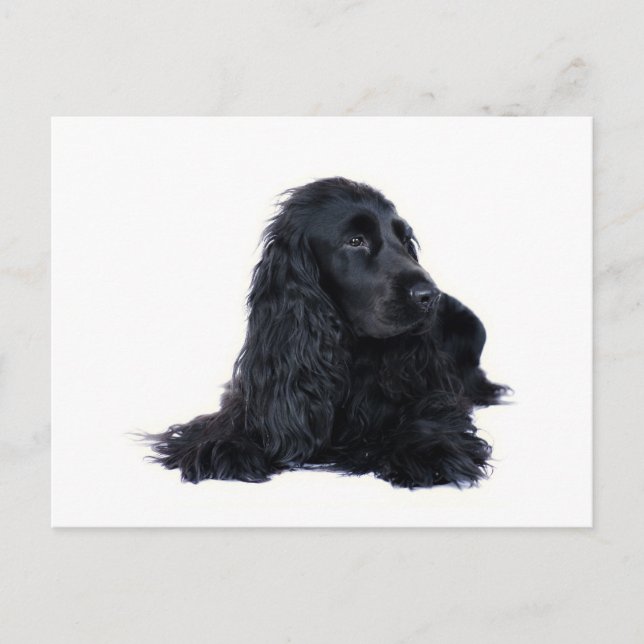 Postal Amistad de Cocker Spaniel (Anverso)