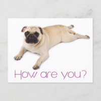 Amistad Hola Pug Cachorro Perro Saludo Postcard