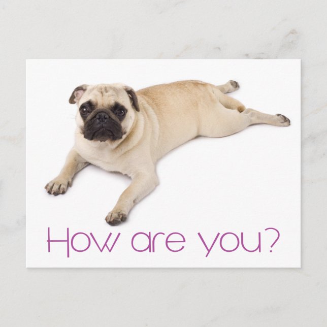 Postal Amistad Hola Pug Cachorro Perro Saludo Postcard (Anverso)