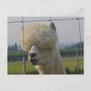 Postal amistosa de la alpaca