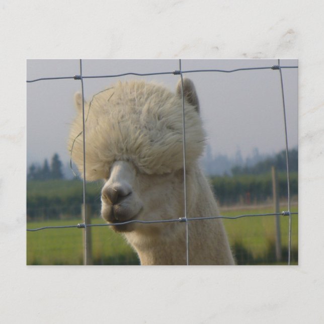 Postal amistosa de la alpaca (Anverso)