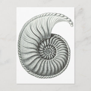 Postal Ammonite