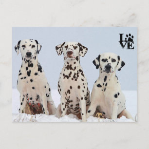 Postal Amo a Dalmatian