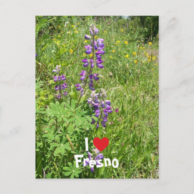 Postal Amo a Fresno (Anverso)