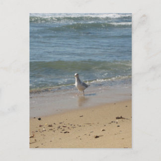 Postal Amo a la gaviota de la playa de Montauk