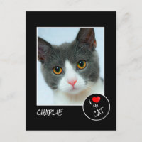 Amo a mi gato, foto Personalizado - amantes de la 