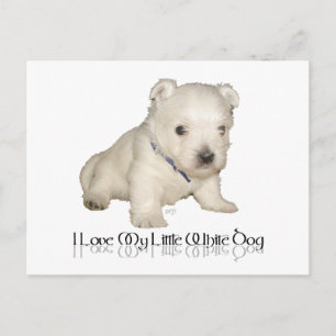 Postal Amo a mi pequeño perro blanco - cachorro Westie